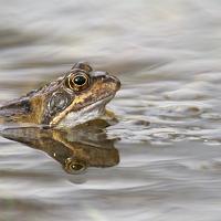 Common Frog 4 